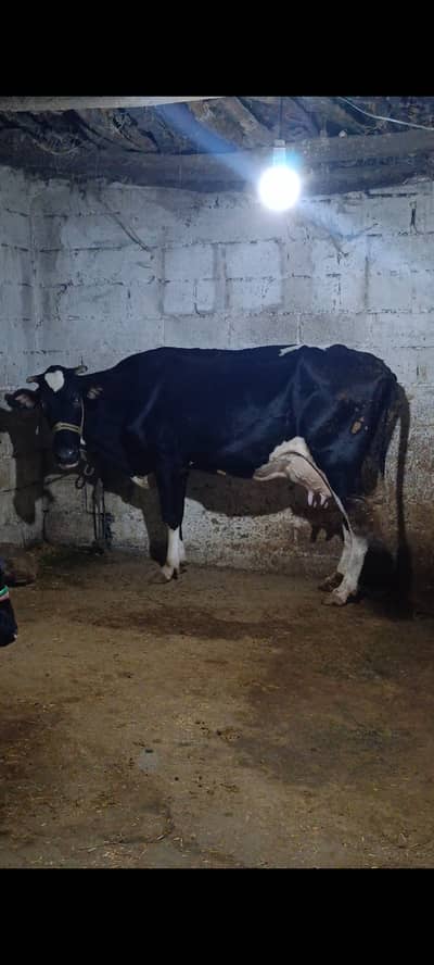 Fresian cow 3rd timer 12+ kg doodh
