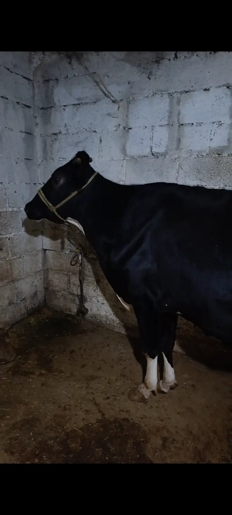 Fresian cow 3rd timer 12+ kg doodh — photo 2