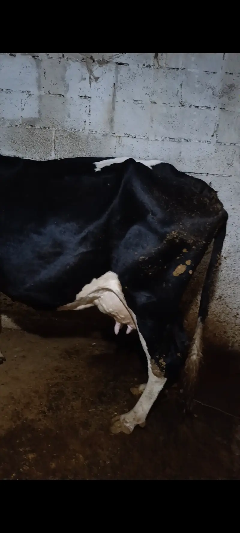 Fresian cow 3rd timer 12+ kg doodh — photo 3