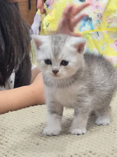 British Shorthair | imported Russian Bloodline | ScottishFold kittens