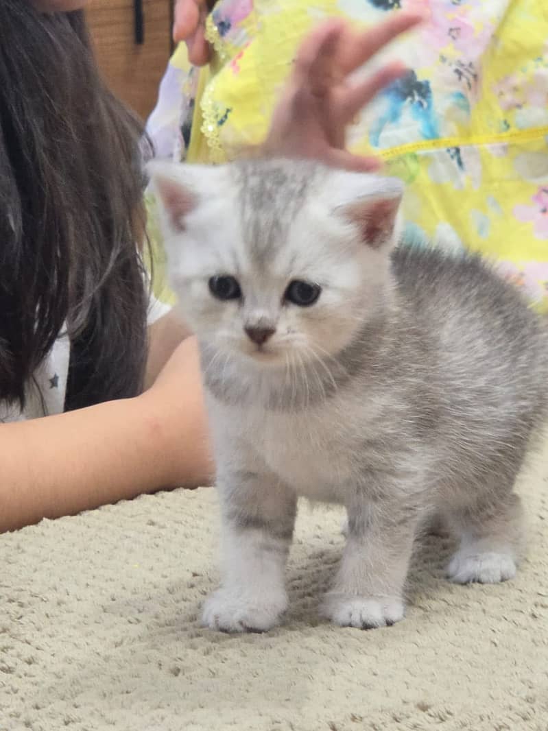 British Shorthair | imported Russian Bloodline Scottish Fold kittens ...