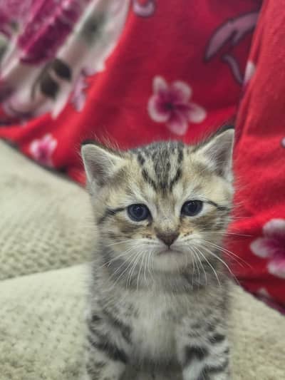 British Shorthair | imported Russian Bloodline  Scottish Fold kittens