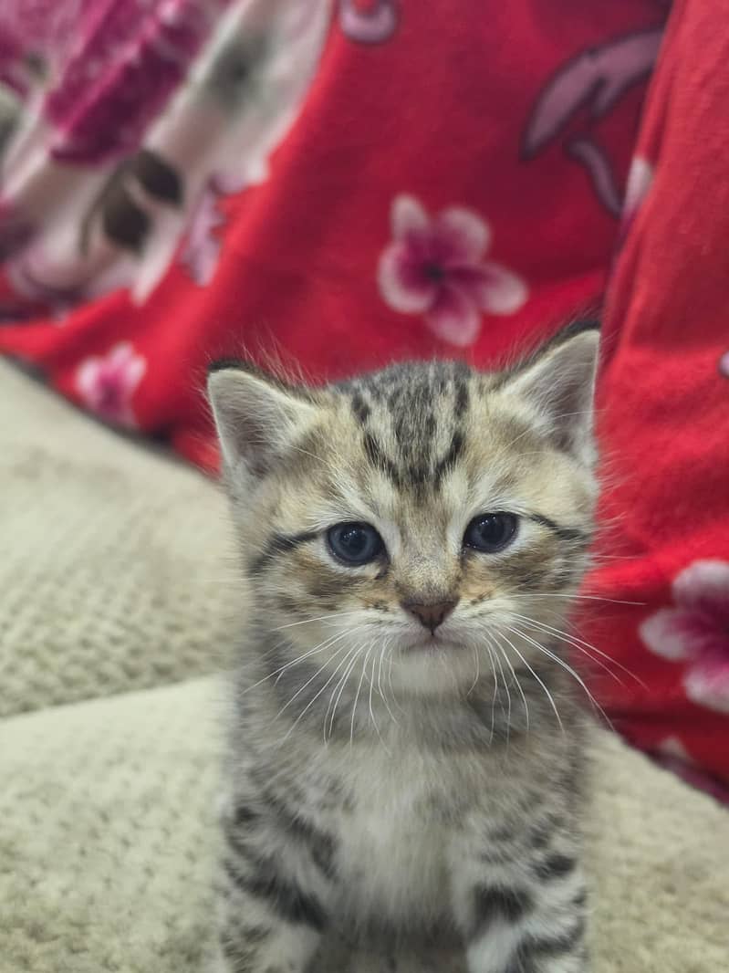 British Shorthair | imported Russian Bloodline Scottish Fold kittens ...