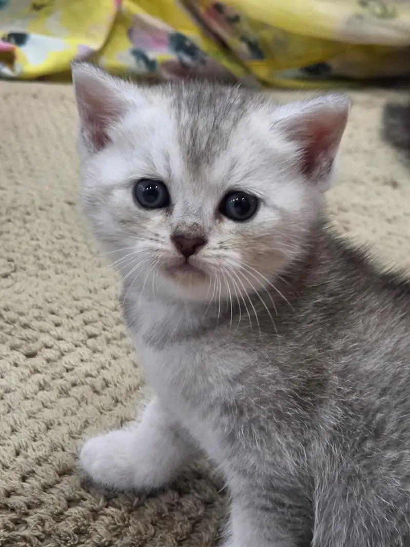 British Shorthair | imported Russian Bloodline  Scottish Fold kittens — photo 3