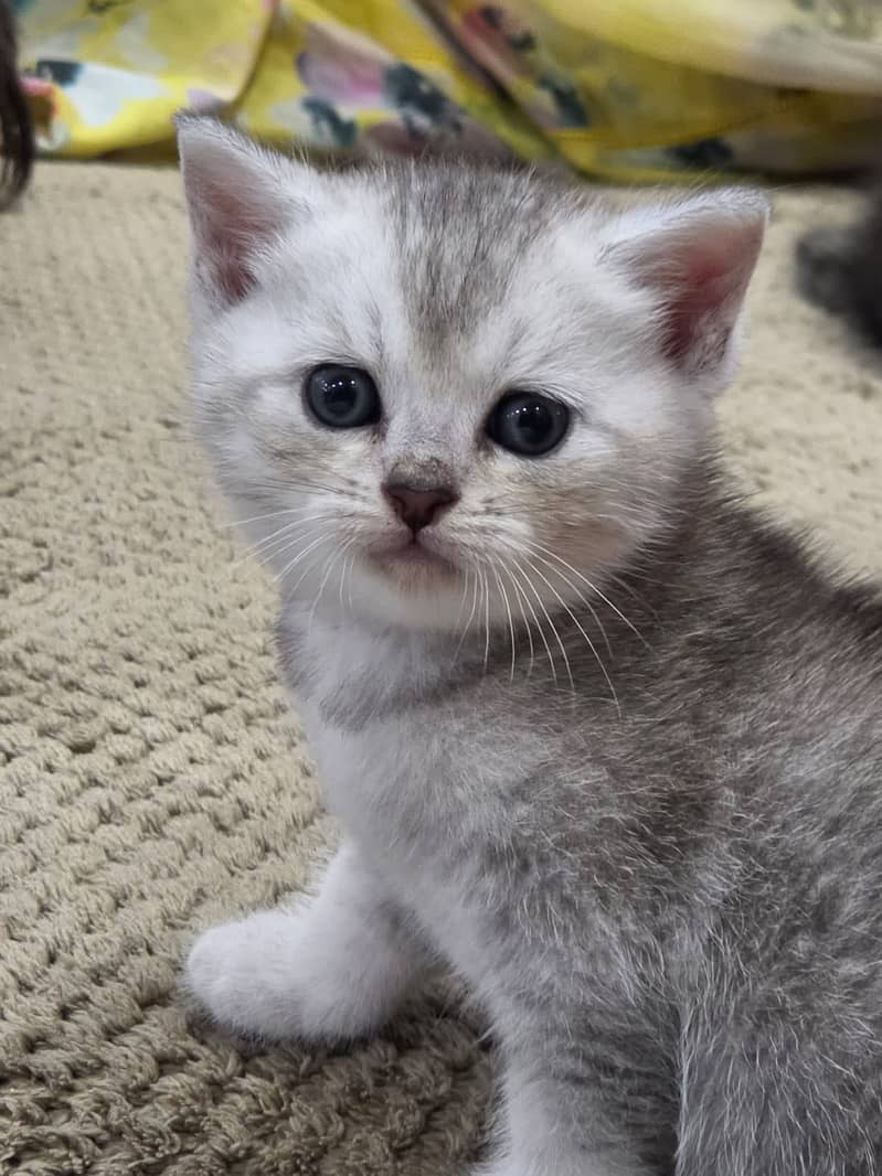 British Shorthair | imported Russian Bloodline Scottish Fold kittens ...