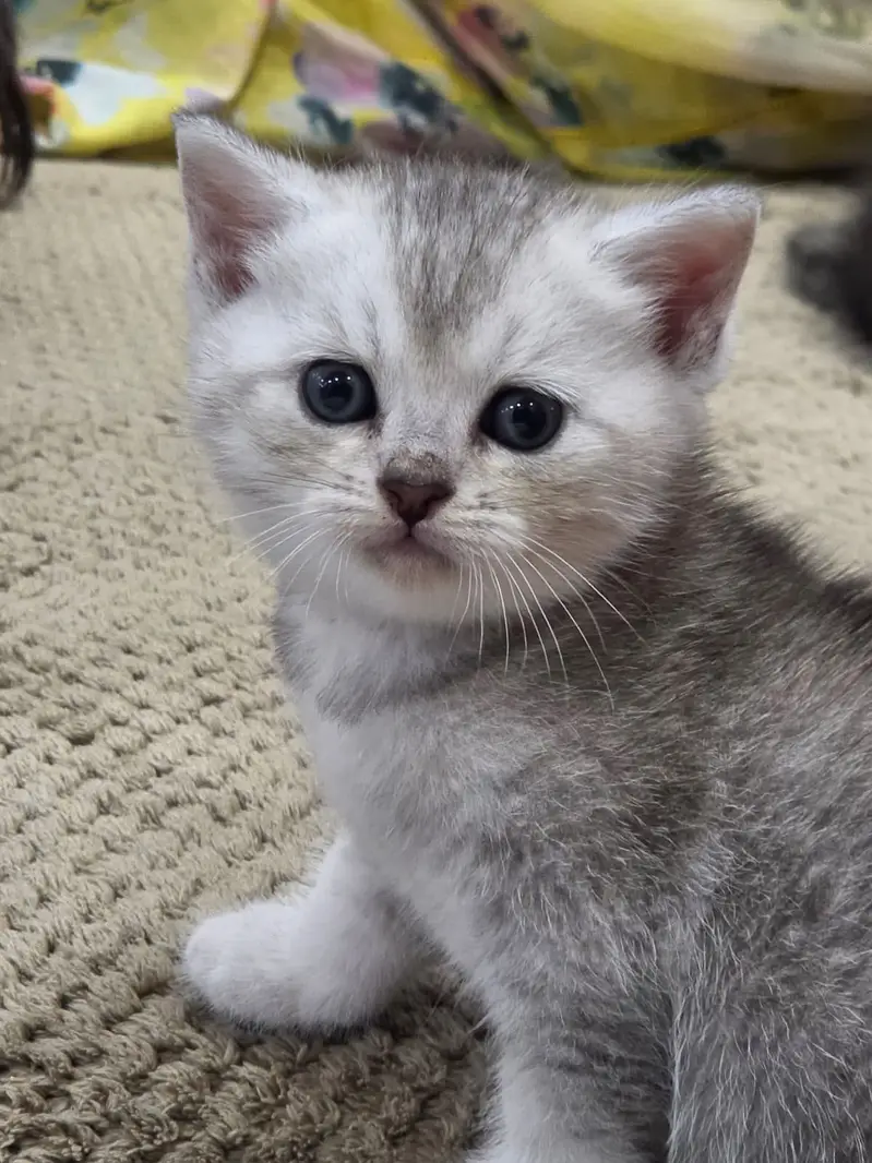 British Shorthair | imported Russian Bloodline  Scottish Fold kittens — photo 4