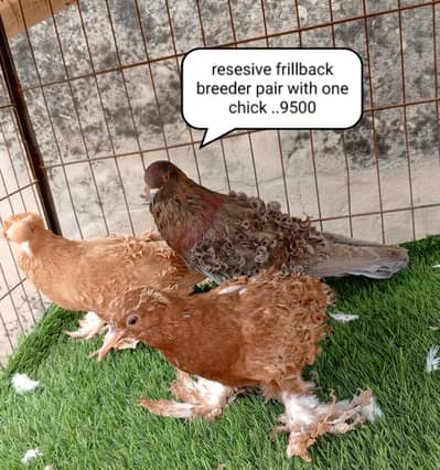 fancy pigeons/swallow/fantail/Jacobin/frillback/lahori sherazi/norwich