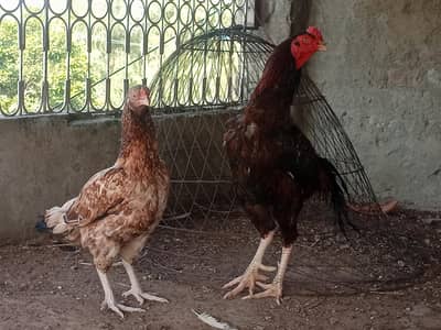 Lakha Breeder Pair