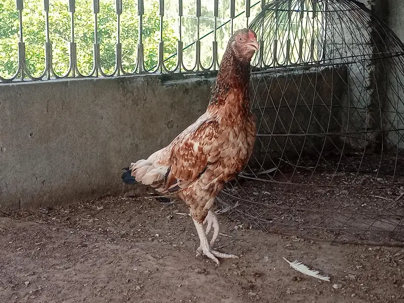Lakha Breeder Pair — photo 2