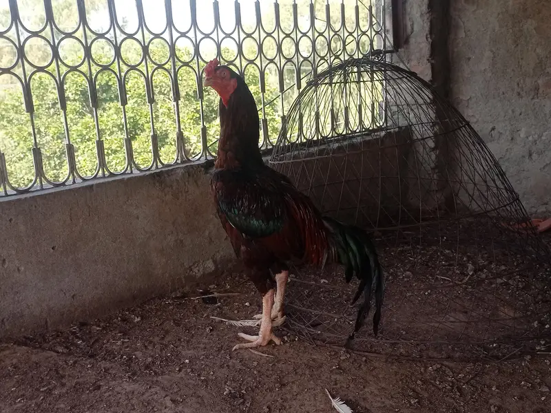 Lakha Breeder Pair — photo 3