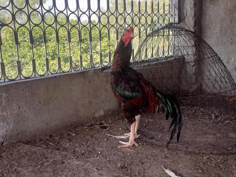 Lakha Breeder Pair — photo 4