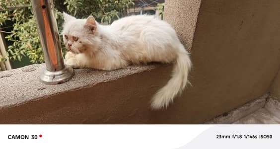 white Persian fluffy male cat double code