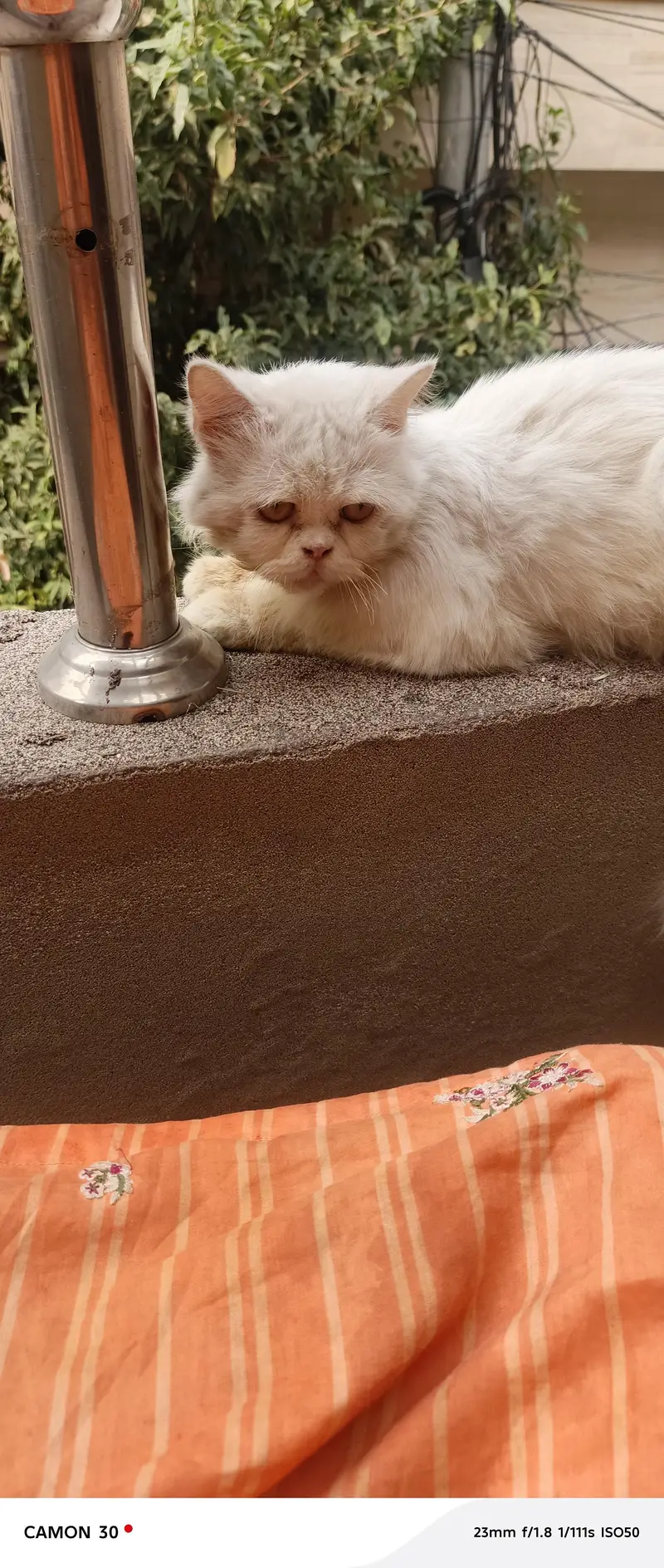 white Persian fluffy male cat double code — photo 2