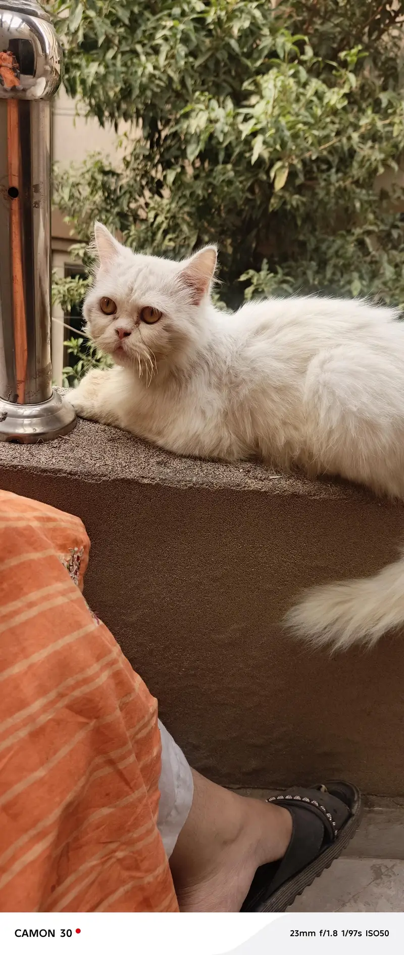white Persian fluffy male cat double code — photo 3