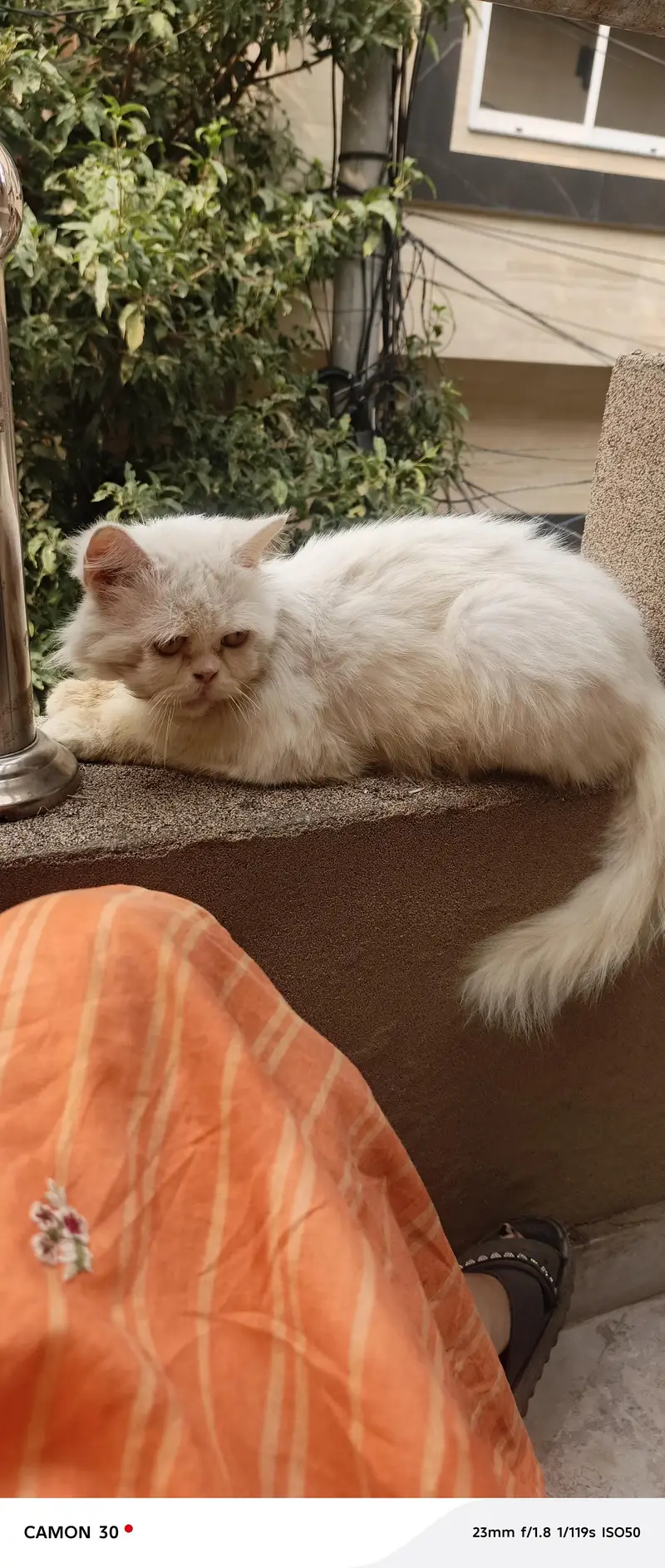 white Persian fluffy male cat double code — photo 4