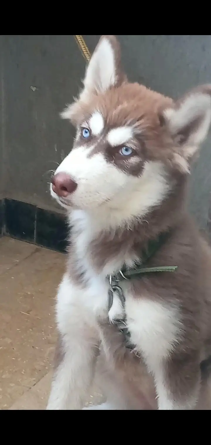 siberian husky — photo 3