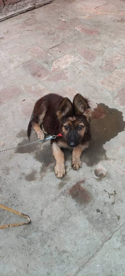 German shephered puppy | GSD pupps | german shephered male puppy
