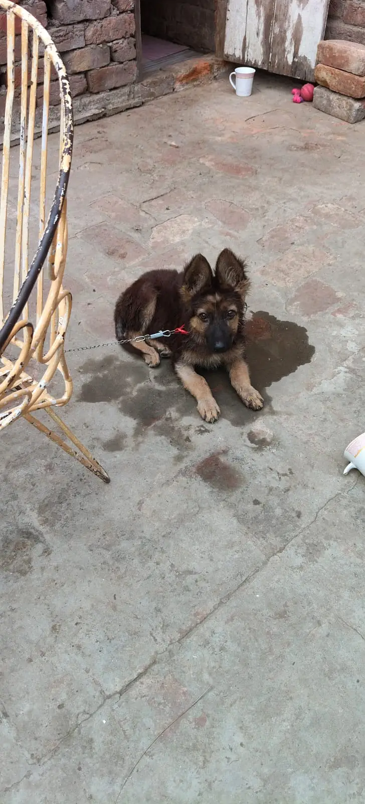 German shephered puppy | GSD pupps | german shephered male puppy — photo 2