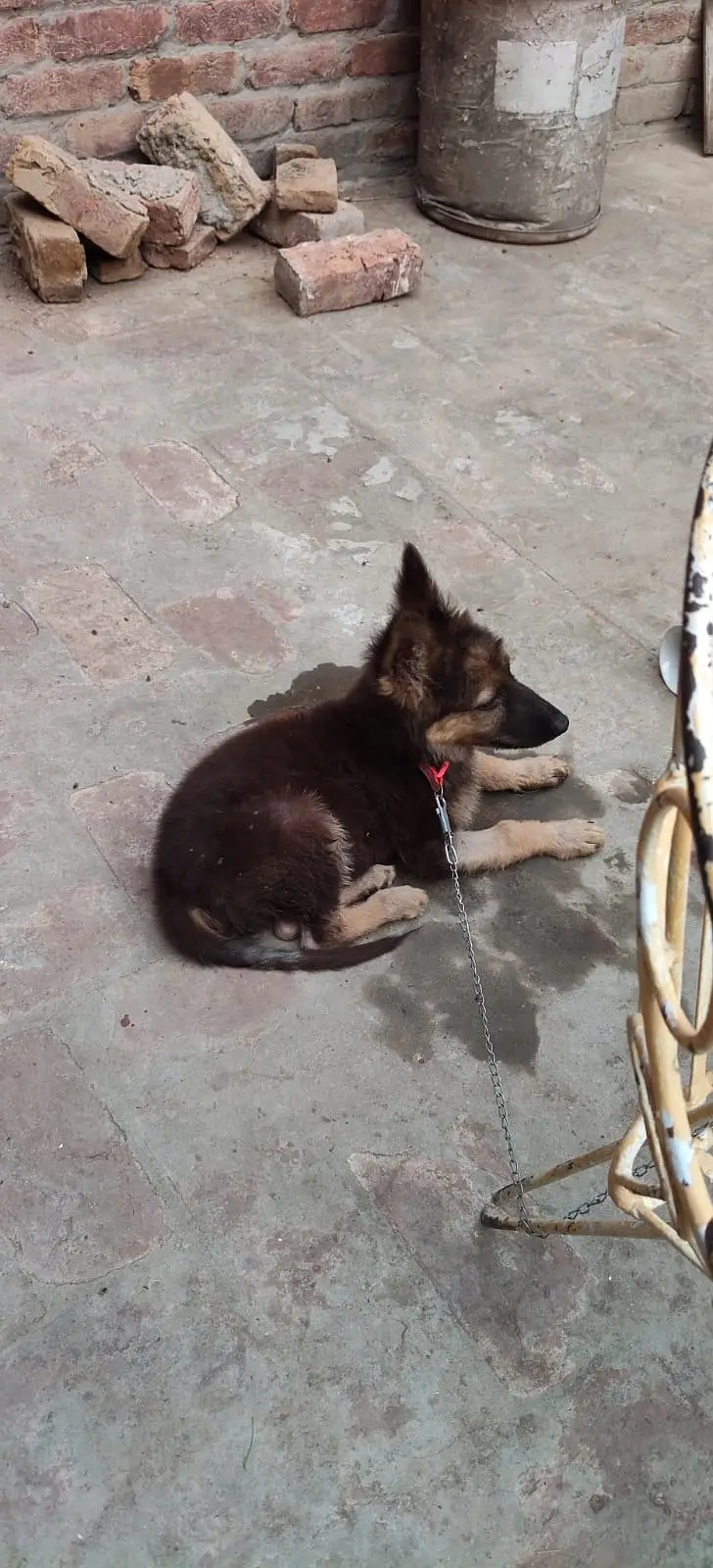 German shephered puppy | GSD pupps | german shephered male puppy — photo 3