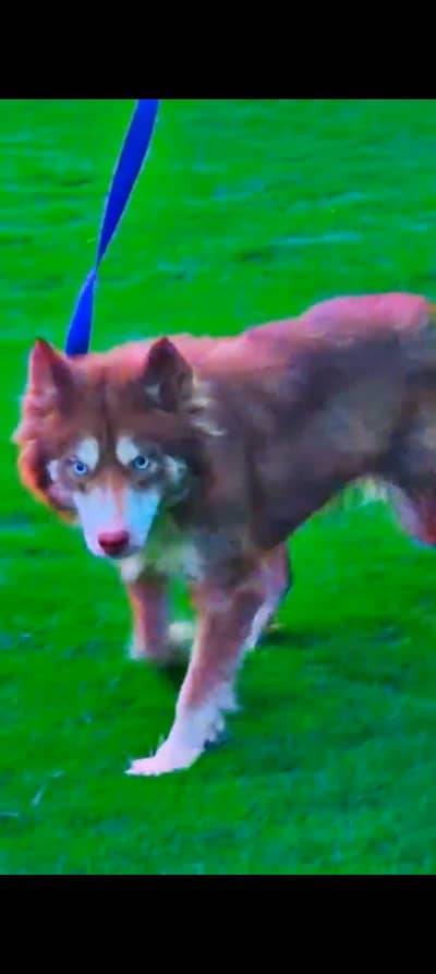 AGOUTI HUSKY FEMALE