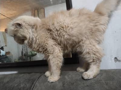 cat sale