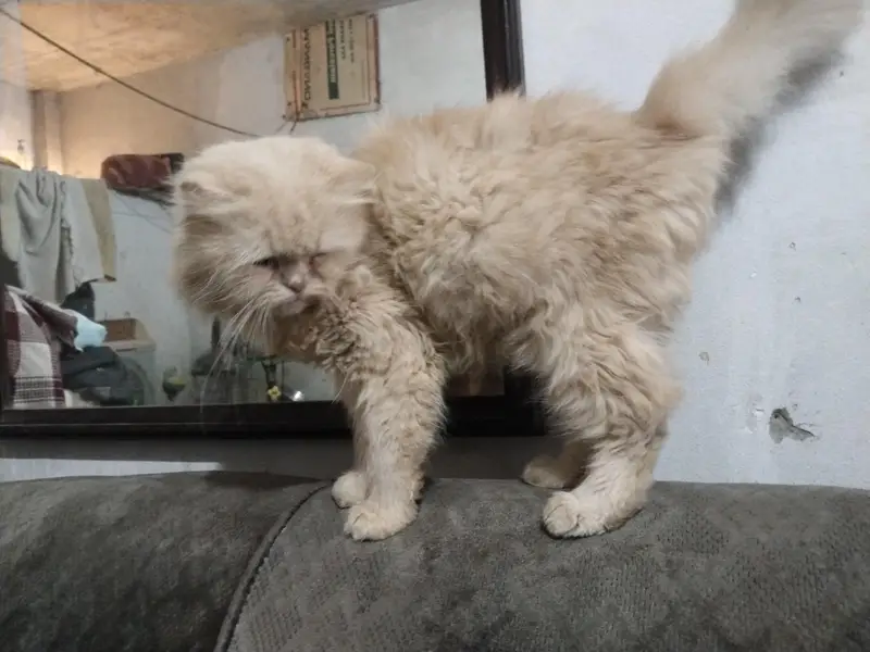 cat sale — photo 2
