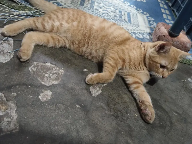 cat sale — photo 3