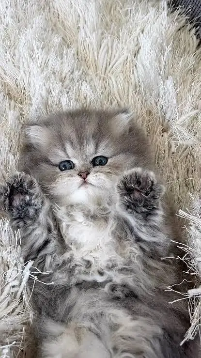 Persian kittens whatp 032//070//93727 — photo 4
