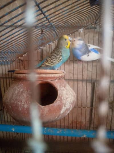 breedar pair ha sath cage be ha new