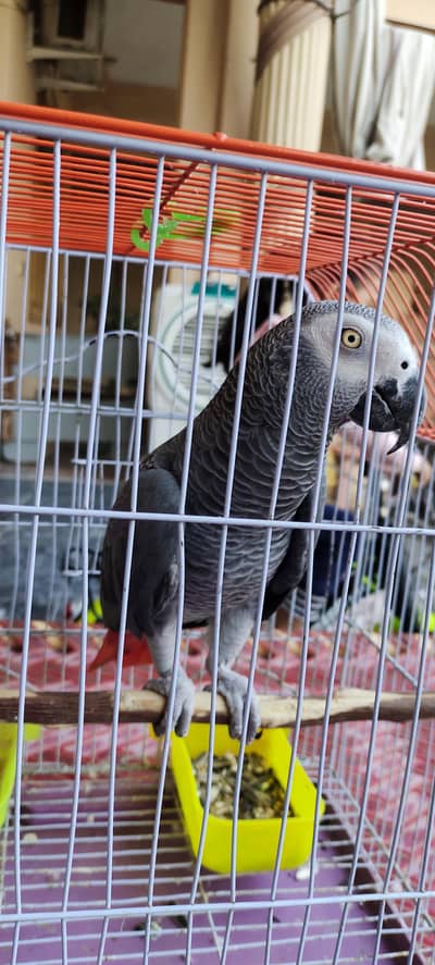 African Grey male
