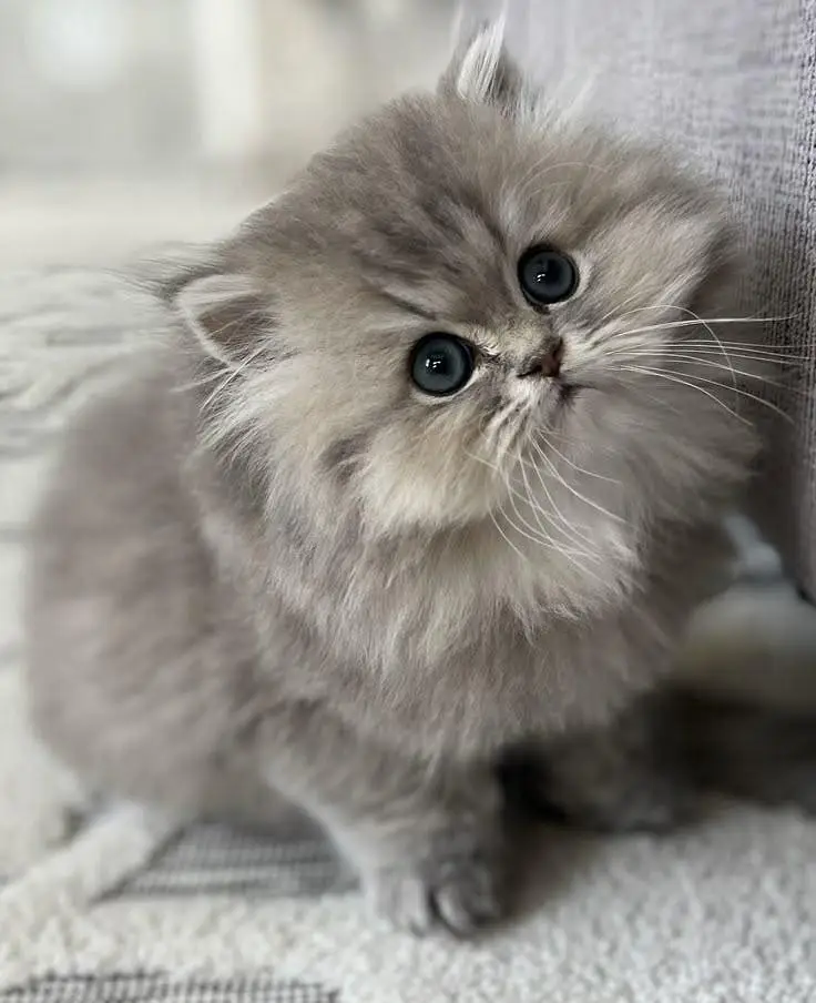 Persian kittens whatp 032//070//93727 — photo 3