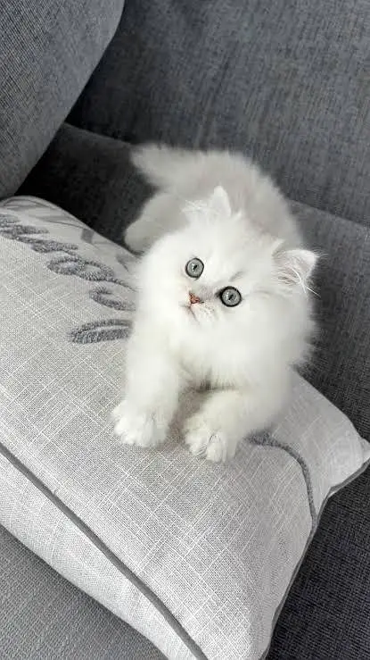 Persian kittens whatp 032//070//93727 — photo 4