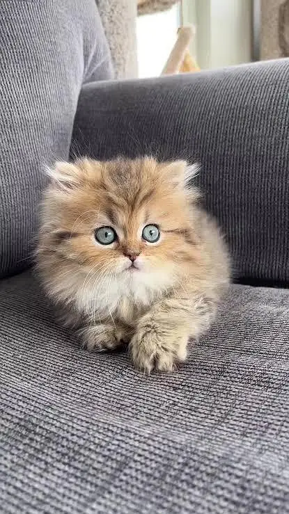 Persian kittens whatp 032//070//93727 — photo 5