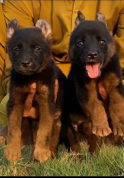 Black German shepherd pair / double coat / GSD