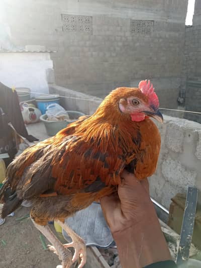2 Misri young male for sale 2500 dono ke 03182252554