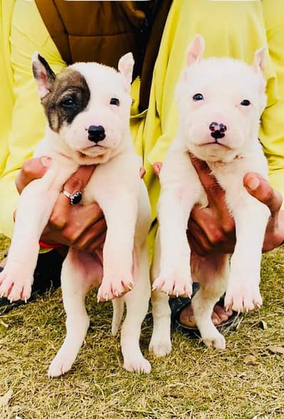 Guwahati gultair pair puppy for sale