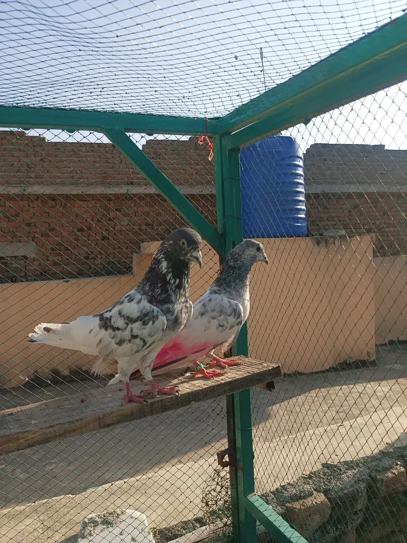 Breeder pair for sale — photo 3