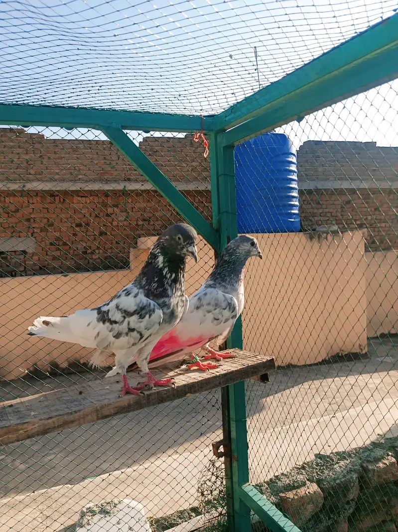 Breeder pair for sale — photo 4