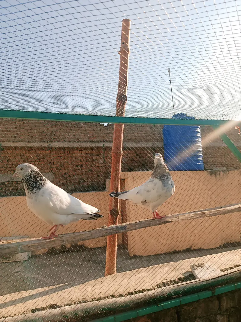 Breeder pair for sale — photo 5