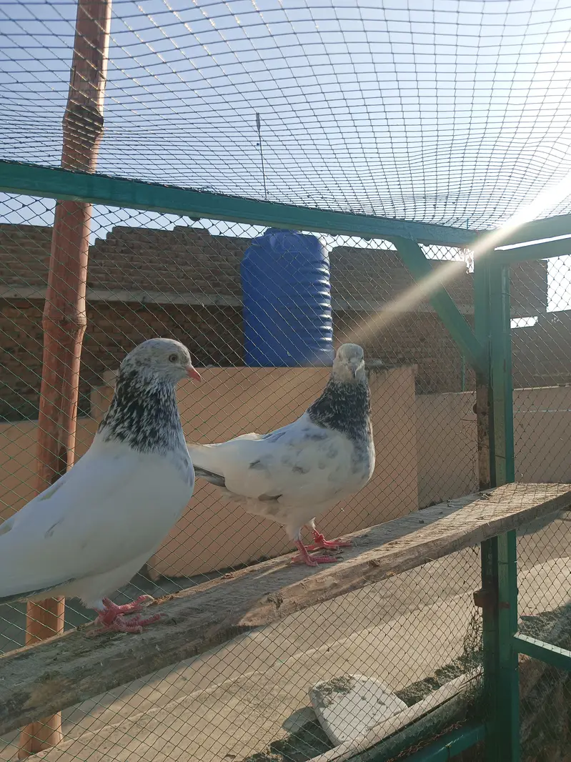 Breeder pair for sale — photo 6