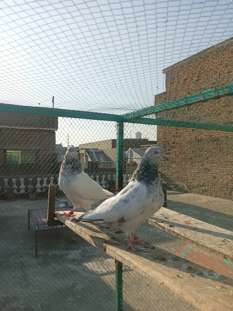 Breeder pair for sale — photo 7