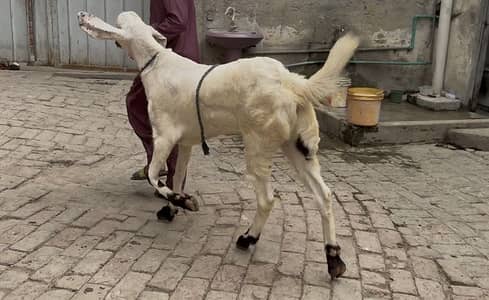 Pure rajnpuri khasi Bakra 2 dant ghar ka pala hoa