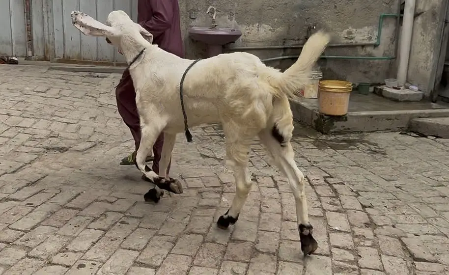 Pure rajnpuri khasi Bakra 2 dant ghar ka pala hoa