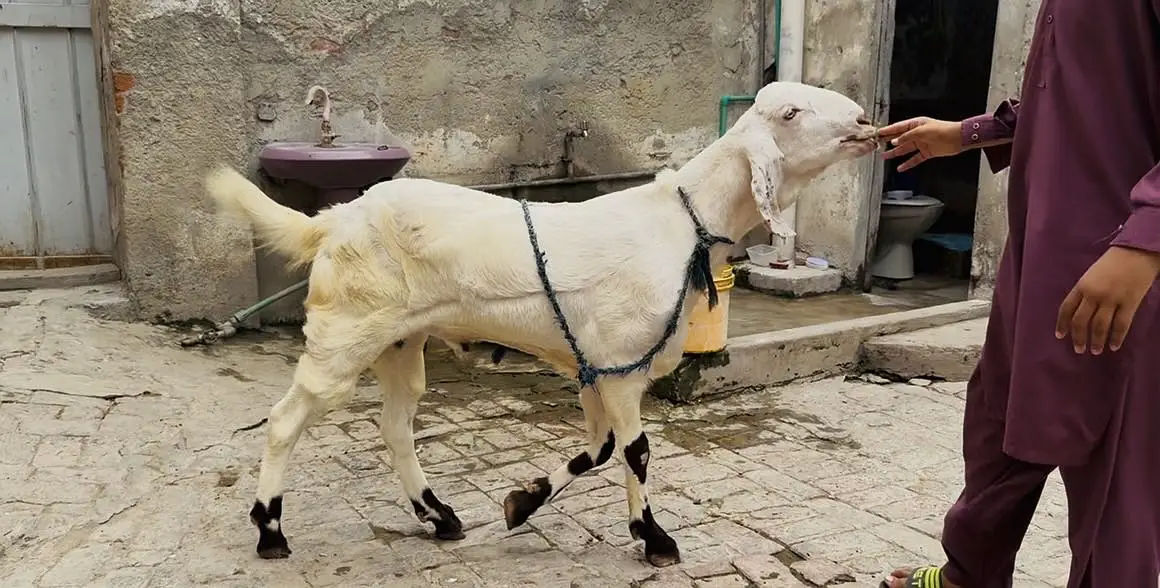 Pure rajnpuri khasi Bakra 2 dant ghar ka pala hoa — photo 2