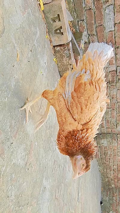 assel hens