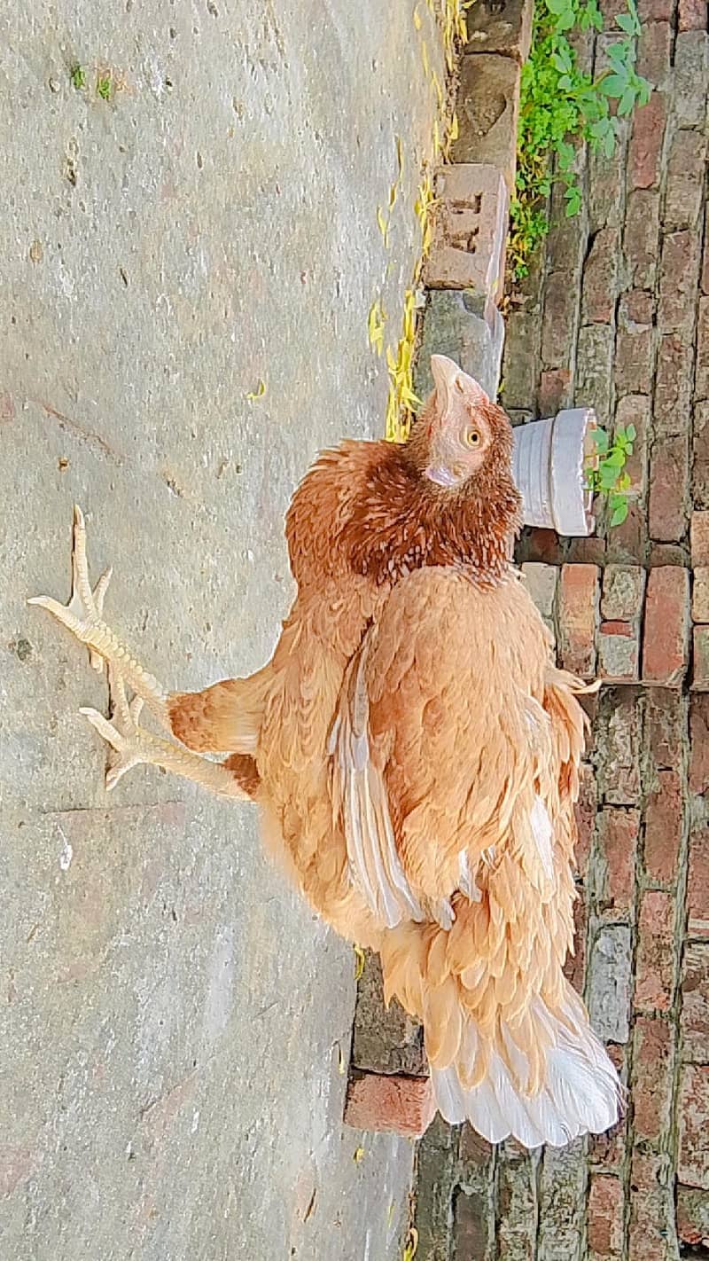 assel hens 1