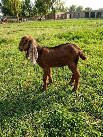 Kid Bakra For Sell