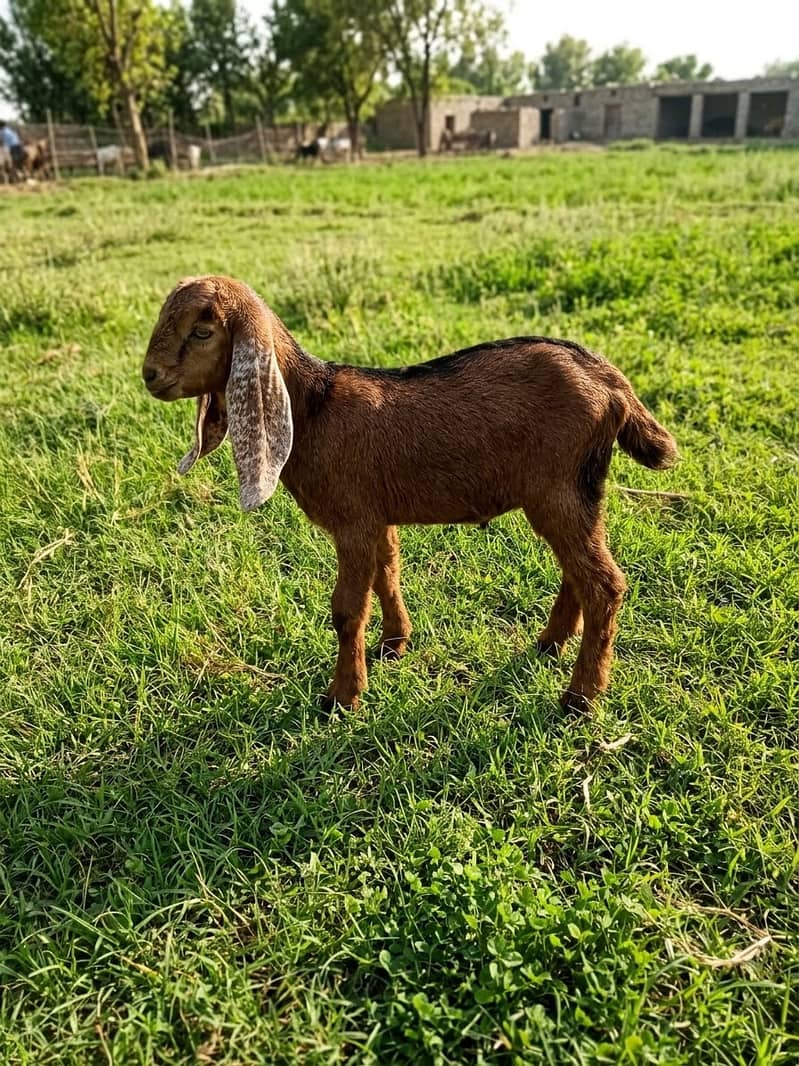 Kid Bakra For Sell 0
