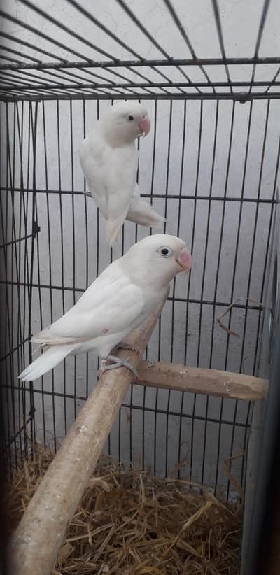 breder pair for sale