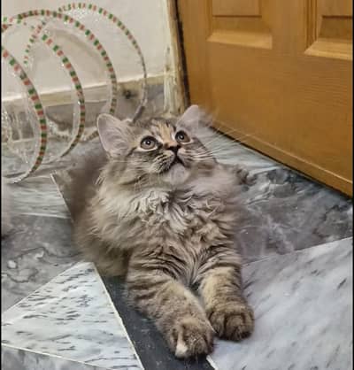 persian triple coat male and female kittens 0305/611/70/69